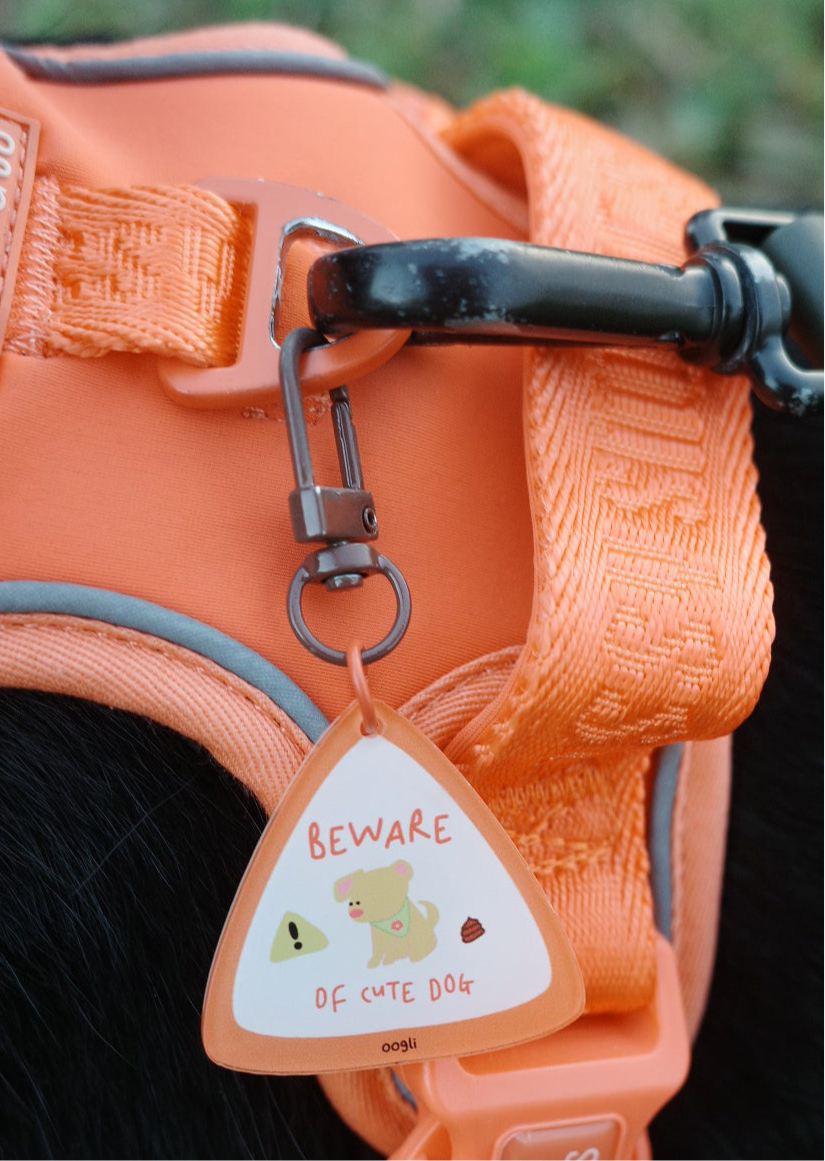 beware cute dog