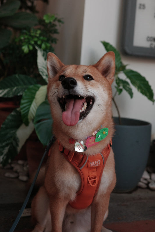 paracord starter set (OG - 1 big + 1 small charm)