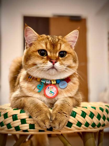 fresh meow