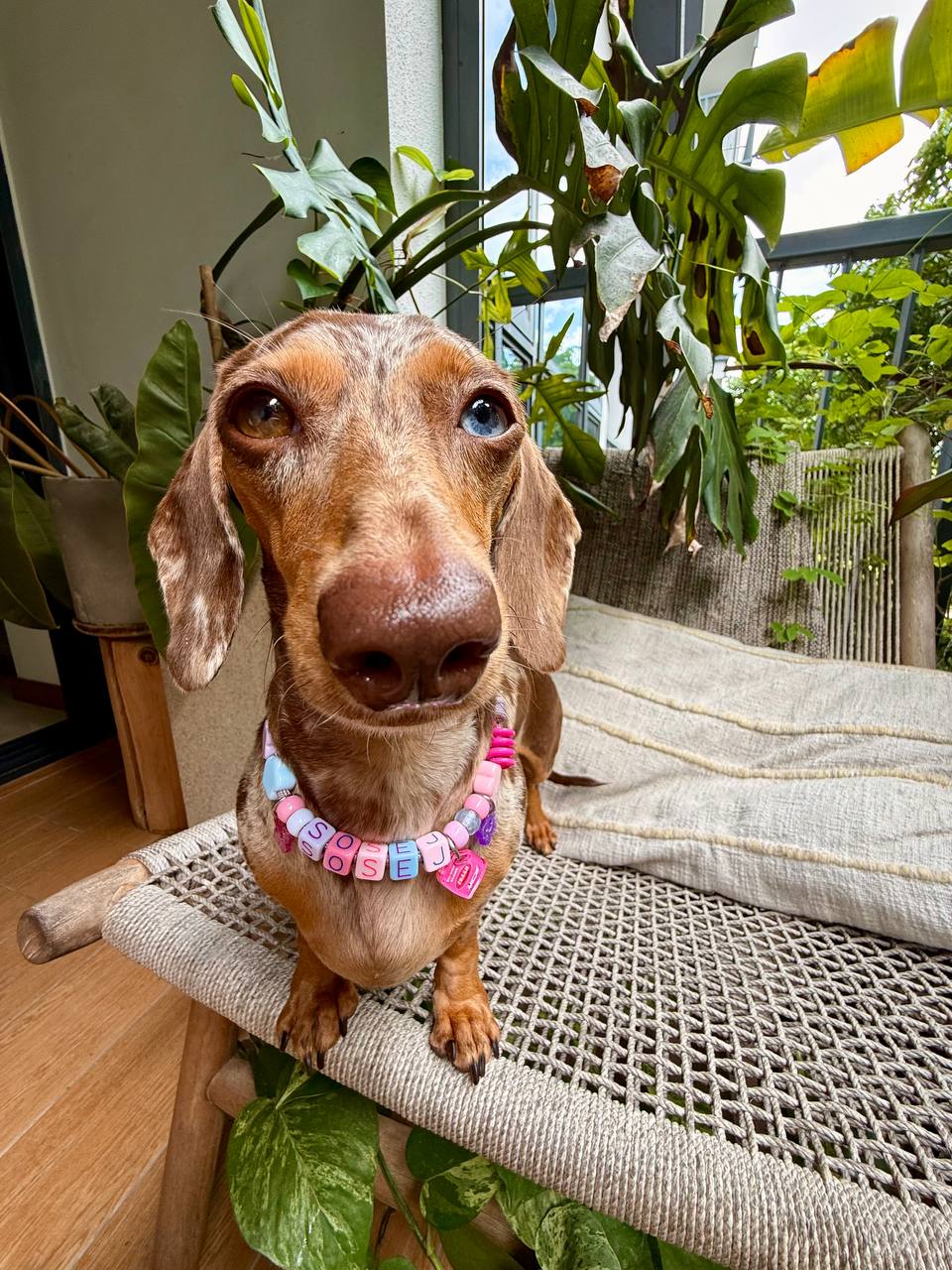fresh woof